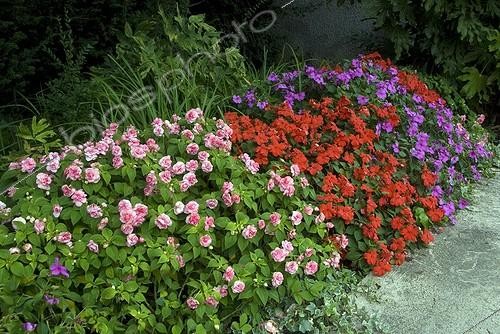 Biosphoto | 2032273 | Impatiens in bloom in a garden | &copy; DIGIT images / Biosphoto