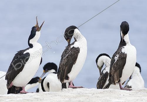 Biosphoto | 2561867 | Imperial Shag also called King Shag, King Cormorant, Blue eyed Shag(Phalacrocorax atriceps, Leucarbo atriceps) . South America, Falkland Islands, January | &copy; Martin Zwick / Biosphoto