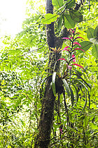 Biosphoto | 2619402 | In the rainforest, the cloud forest, competition for sunlight is intense. By growing high up, epiphytes gain access to much greater light levels than those available at ground level. Here, the central plant with rosette leaves and bright pink inflorescence is a bromeliad (family Bromeliaceae). It does not grow in the soil. Instead, it uses the tree trunk solely as a support to rise toward the light, without parasitizing the host tree. Its overlapping leaves form a central 