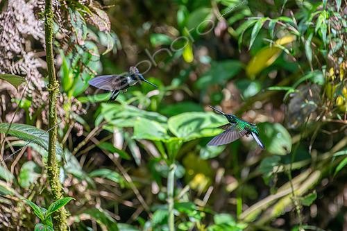 Biosphoto | 2615209 | Inca à collier (Coeligena torquata), mâles s'affrontant en vol, Jardin, Colombie | &copy; Régis Cavignaux / Biosphoto