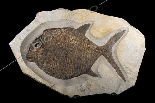 Biosphoto | 2552450 | Indeterminate Pycnodont fish : Large grinder-toothed fish from the Valanginian of Provence 70cm. Luc Ebbo collection. Paleogalerie, Salignac. Ebbo collection | &copy; Pascal Goetgheluck / Biosphoto
