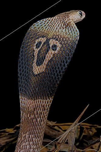 Biosphoto | 2140289 | Indian cobra (Naja naja) on black background. | &copy; Clément Carbillet / Biosphoto