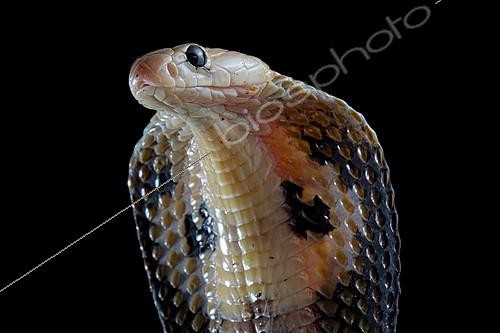 Biosphoto | 2140291 | Indian cobra (Naja naja) on black background. | &copy; Clément Carbillet / Biosphoto