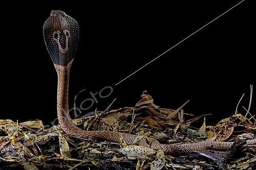 Biosphoto | 2140292 | Indian cobra (Naja naja) on black background. | &copy; Clément Carbillet / Biosphoto