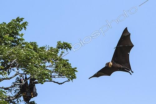 Biosphoto | 2071253 | Indian Flying-fox (Pteropus giganteus) in flight on blue sky, Yala national park, Tissamaharma, Sri Lanka | &copy; Patrice Correia / Biosphoto