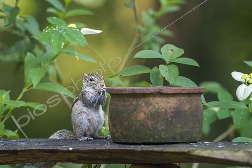 Biosphoto | 2103054 | Indian palm squirrel (Funambulus palmarum) and pot, Minneriya National Park, Sri Lanka | &copy; Patrice Correia / Biosphoto