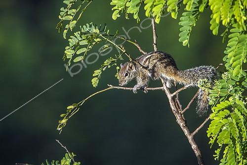 Biosphoto | 2103055 | Indian palm squirrel (Funambulus palmarum) on a branch, Ella, Uva province, Sri Lanka | &copy; Patrice Correia / Biosphoto