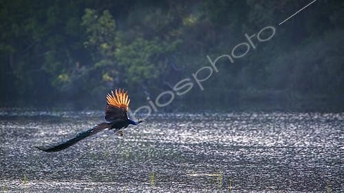 Biosphoto | 2103057 | Indian peafowl (Pavo cristatus) in flight, Bardia national park, Nepal | &copy; Patrice Correia / Biosphoto