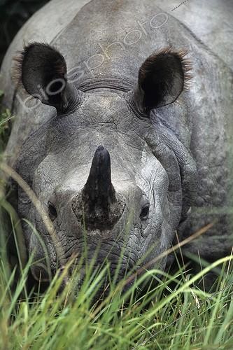 Biosphoto | 85906 | Indian Rhinoceros Chitwan NP Nepal | &copy; Gilles Martin / Biosphoto