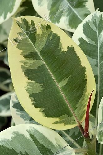 Biosphoto | 114581 | Indian rubberplant foliage Nice Alpes maritimes France | &copy; Annie Guégant / Biosphoto