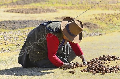 Biosphoto | 2564686 | Indigenous old woman making chuño, dried potatoes, Chinchero, Cusco region, Urubamba province, Peru, South America | &copy; Peter Giovannini / imageBROKER / Biosphoto