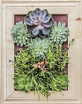Biosphoto | 2452521 | Indoor living plant painting with Echeverias (Echeveria sp). | &copy; Jean-Michel Groult / Biosphoto