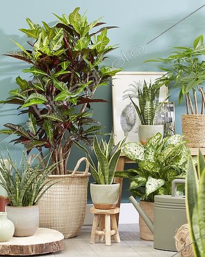 Biosphoto | 2450634 | Indoor plant collection | &copy; Fachjan / Visions Pictures / Biosphoto