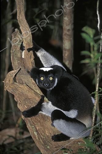 Biosphoto | 25089 | Indri dans un arbre Mantadia Andasibe PN Madagascar ; Réserve de Périnet. | &copy; Alain Mafart-Renodier / Biosphoto