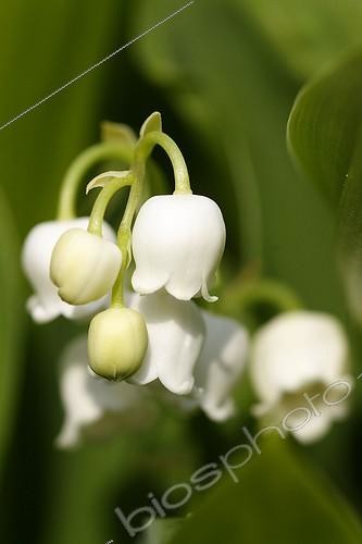 Biosphoto | 371198 | Inflorescence of Lily of the valley France | &copy; Jean-Luc & Françoise Ziegler / Biosphoto