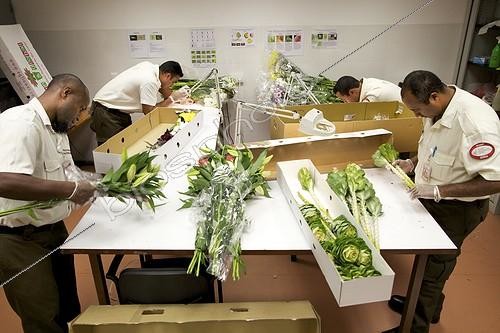 Biosphoto | 1875479 | Insepection flowers from Singapore New Caledonia  ; Agents SIVAP inspect parcels imported flowers in New Caledonia from Singapore. They look for insect pests and other contaminants which could then spread over the territory in the absence of treatment. SIVAP = Inspection Service Veterinary, Phytosanitary and Food. The New Caledonian government department is the coordinating body of biosecurity on the archipelago. Its role is to block any particular import of new species on the Caledonian territory, to protect the most precious and fragile natural environment due to extreme levels of endemism (global biodiversity hotspot).  | &copy; Thibaut Vergoz / Biosphoto