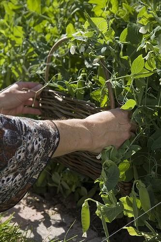 Biosphoto | 503586 | Installing of a little osier barrier in the kitchen garden | &copy; NouN / Biosphoto