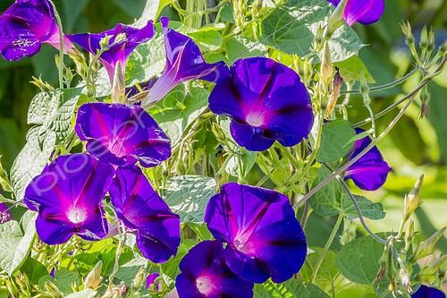 Biosphoto | 2141222 | Ipomoea purpurea 'Grand' Pa Ott' | &copy; Alain Kubacsi / Biosphoto
