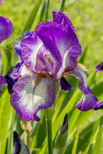 Biosphoto | 2145475 | Iris Germanica 'Minnie Colquitt' Saas 1941 | &copy; Alain Kubacsi / Biosphoto