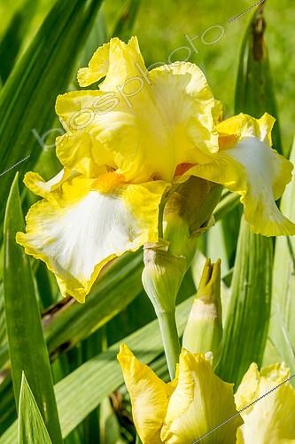 Biosphoto | 2145457 | Iris Germanica 'St Wandrille' Cayeux 1948 | &copy; Alain Kubacsi / Biosphoto