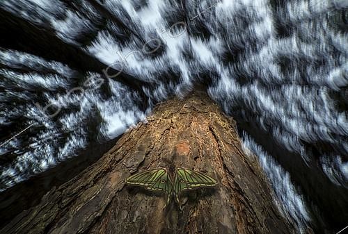 Biosphoto | 2090800 | Isabelline moth (Graellsia isabellae) on Pine tree, Spain. | &copy; Pedro Javier Pascual Hernandez / Biosphoto