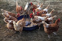 Biosphoto | 2546842 | Isabrown chickens near a feeder | &copy; Eric Guilloret / Biosphoto