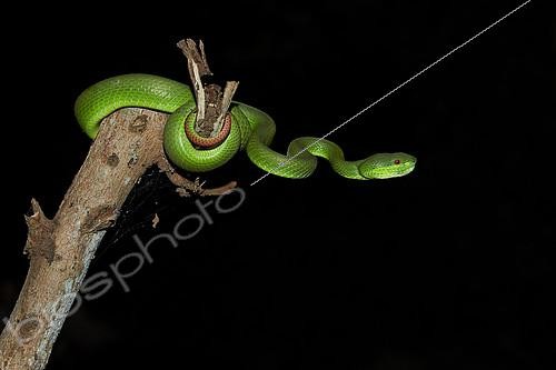 Biosphoto | 2072364 | Island White-lipped pit-viper (Trimeresurus insularis) on black background, Bali, Indonesia. | &copy; Ignacio Yufera / Biosphoto