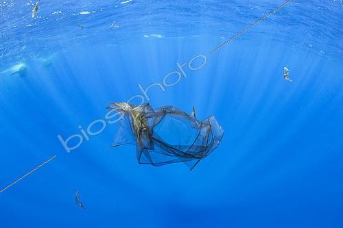 Biosphoto | 2424074 | It looks like a plastic bag floating in the ocean, a transparent chunk of skin from a sperm whale. It get rubbed off when they socialise and groom each other by rubbing their massive bodies together. Vulnerable (IUCN). The sperm whale is the largest of the toothed whales. Sperm whales are known to dive as deep as 1,000 meters in search of squid to eat. Image has been shot in Dominica, Caribbean Sea, Atlantic Ocean. Photo taken under permit n°RP 16-02/32 FIS-5. | &copy; Franco Banfi / Biosphoto