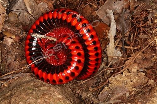 Biosphoto | 758897 | Iule wrapped around on him even in defensive position | &copy; Stéphan Bonneau / Biosphoto