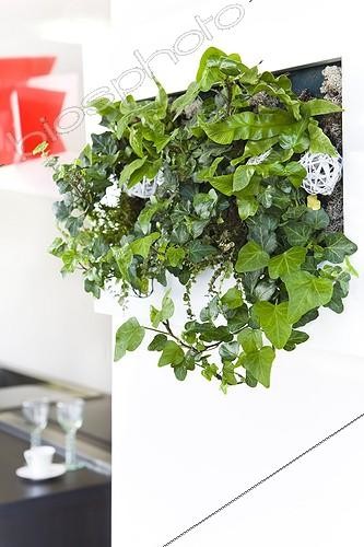 Biosphoto | 988313 | Ivy in a pot in a kitchen wall ; Plant air-filtering soil | &copy; Frédérique Bidault / Biosphoto