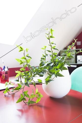 Biosphoto | 988307 | Ivy in an office ; Plant air-filtering soil | &copy; Frédérique Bidault / Biosphoto