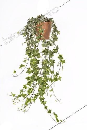 Biosphoto | 589047 | Ivy in flowerpot | &copy; Claudius Thiriet / Biosphoto