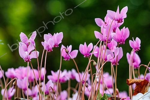 Biosphoto | 2608970 | Ivy-leaved cyclamen or sowbread (Cyclamen hederifolium or Cyclamen neapolitanum), in an undergrowth in Brittany, France | &copy; Sylvain Cordier / Biosphoto
