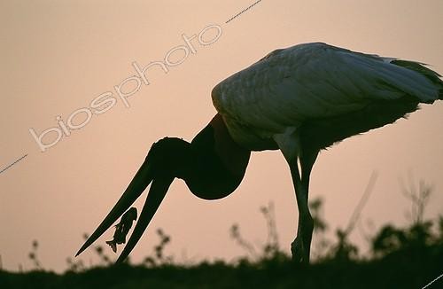 Biosphoto | 7676 | Jabiru eating a fish. Pantanal Brazil | &copy; Theo Allofs / Biosphoto