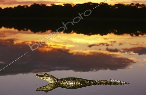 Biosphoto | 7670 | Jacare Caiman at sunset. Pantanal Brazil | &copy; Theo Allofs / Biosphoto