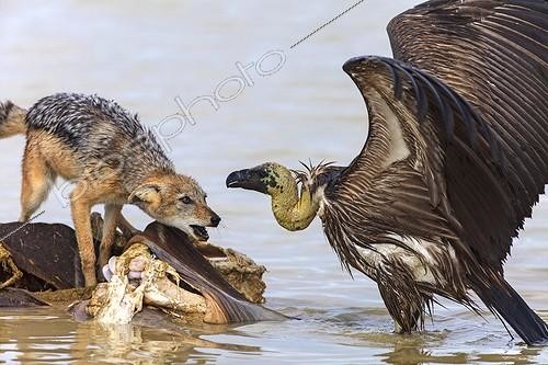 Biosphoto | 1844037 | Jackal and Vultur on a kudu carcass Etosha Pan Namibia  | &copy; Alain Mafart-Renodier / Biosphoto