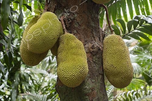 Biosphoto | 2412028 | Jackfruit (Artocarpus heterophyllus), Reunion island | &copy; Régis Cavignaux / Biosphoto