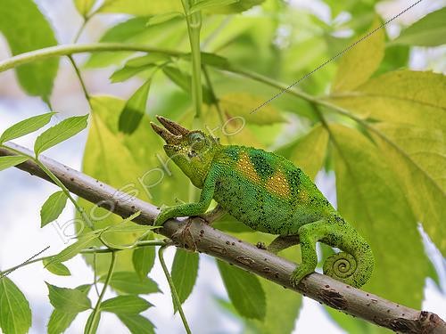 Biosphoto | 2608582 | Jackson's Chameleon (Triceros jacksonii), male, Mgahinga Reserve, Uganda | &copy; Ignacio Yufera / Biosphoto
