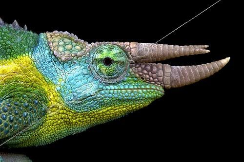 Biosphoto | 2064104 | Jackson's chameleon (Trioceros jacksonii), Kenya | &copy; Matthijs Kuijpers / Biosphoto