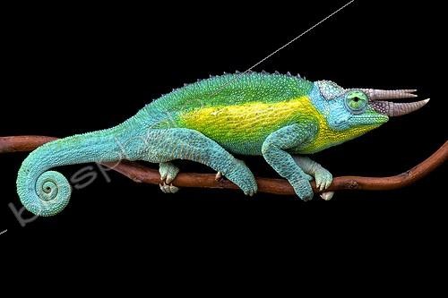 Biosphoto | 2064106 | Jackson's Three-Horned Chameleon (Trioceros jacksonii jacksonii) male, | &copy; Matthijs Kuijpers / Biosphoto