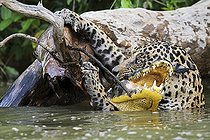 Biosphoto | 1158731 | Jaguar clinging on branch to exit river water with its prey | &copy; Patrick Fagot / Biosphoto