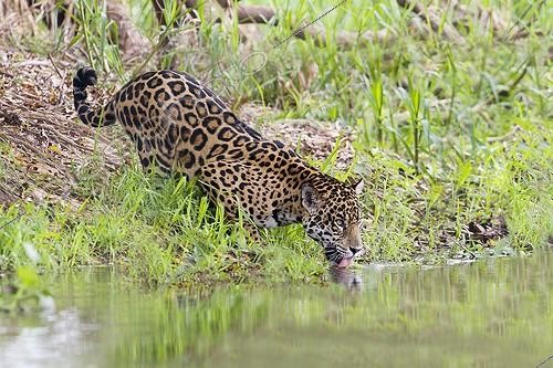 Biosphoto | 1624067 | Jaguar drinking on the bank Pantanal Brazil | &copy; Sylvain Cordier / Biosphoto