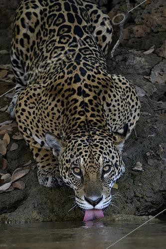 Biosphoto | 2602997 | Jaguar (Panthera Onca) drinking from the river in Pantanal, Brazil | &copy; Clément Fontaine / Biosphoto