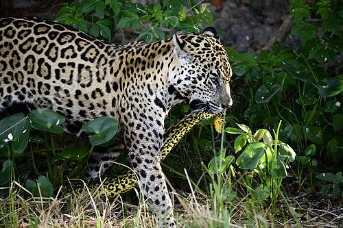 Biosphoto | 2603073 | Jaguar (Panthera onca) femelle avec un anaconda jaune (Eunectes notaeus) dans la gueule au Pantanal, Brésil | &copy; Clément Fontaine / Biosphoto