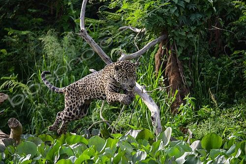 Biosphoto | 2603006 | Jaguar (Panthera Onca) jumping on prey in the water hyacinths of the Pantanal, Brazil | &copy; Clément Fontaine / Biosphoto