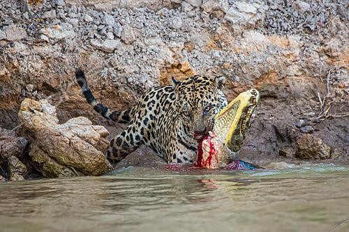 Biosphoto | 2620001 | Jaguar (Panthera onca) killing a caiman on the riverbank, Pantanal, Brazil. | &copy; Gilles Martin / Biosphoto