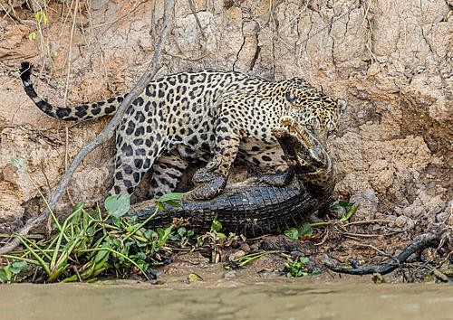 Biosphoto | 2620003 | Jaguar (Panthera onca) killing a caiman on the riverbank, Pantanal, Brazil. | &copy; Gilles Martin / Biosphoto