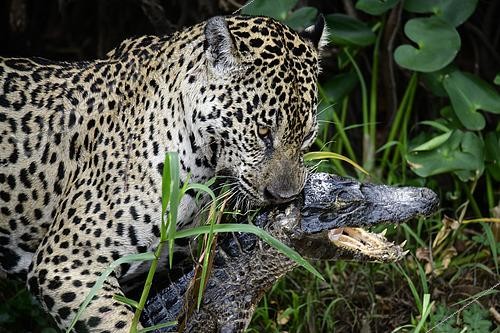 Biosphoto | 2603001 | Jaguar (Panthera onca) walking with a caiman (Caiman yacare) in its mouth in the Pantanal, Brazil | &copy; Clément Fontaine / Biosphoto