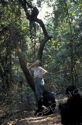Biosphoto | 32253 | Jane Goodall avec un groupe de Chimpanzé Gombe Tanzanie ; Interposition de la femelle Gremlin entre ces jumeaux nouveaux-nés et Fanny et Fifi   | &copy; Michel Gunther / Biosphoto
