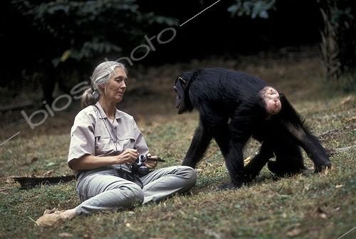 Biosphoto | 59986 | Jane Goodall communiquant avec un chimpanzé femelle Gombe ; Centre de Recherche de Gombe Stream. Jane Goodall, née en 1934 a débuté ses études sur les chimpanzés de Gombe en 1960 | &copy; Michel Gunther / Biosphoto